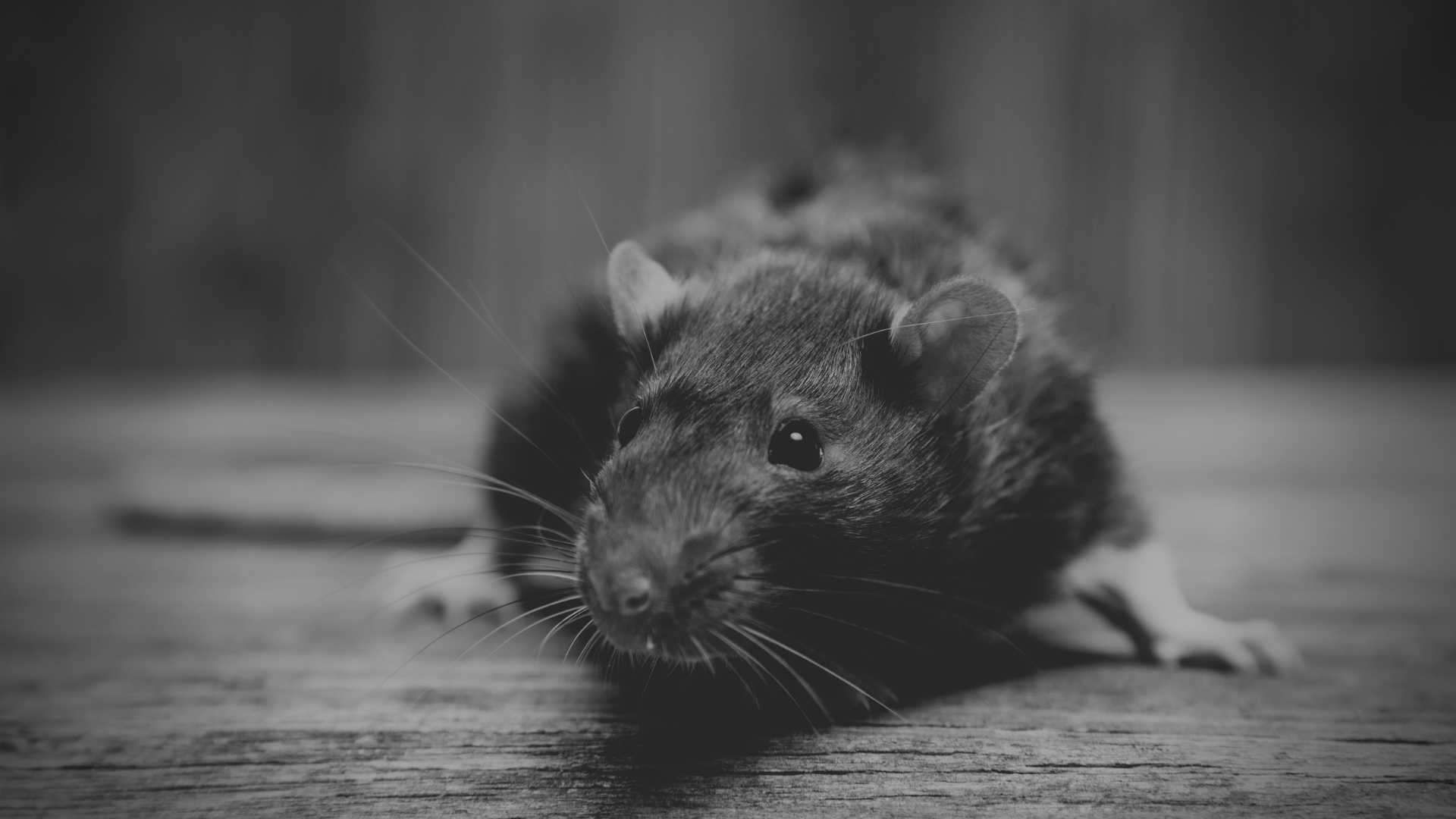 KORTOS Pest and Property Services Bathurst NSW 2795