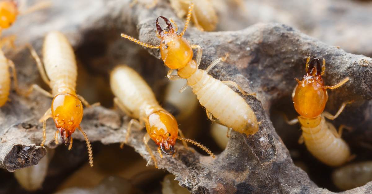 Termites_colony